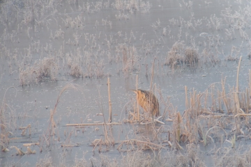 Wildlife sightings for 12th January 2025